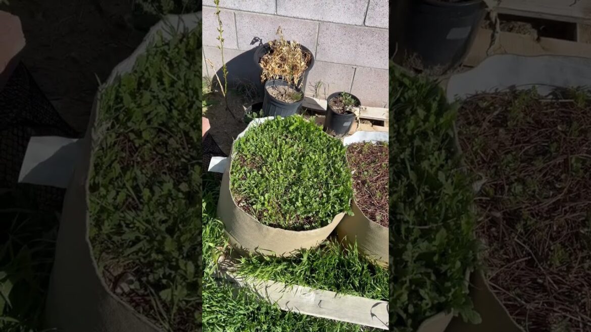 6 week grassroots fabric pots container garden experiment update with cover crop