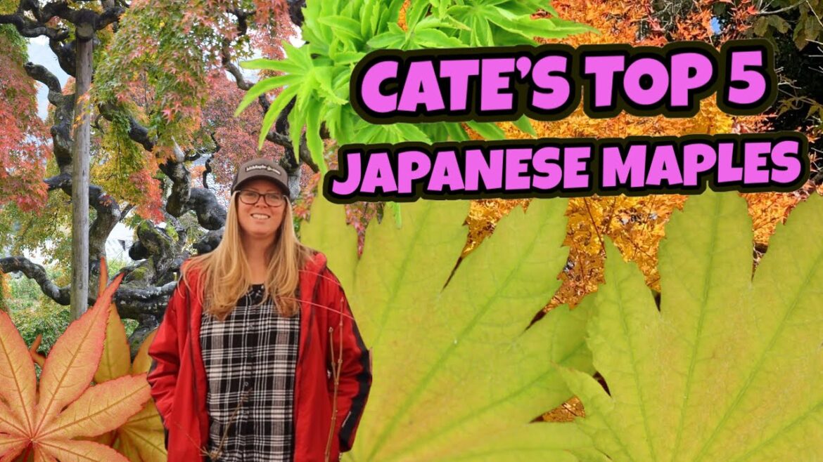 Cate’s Top 5 Japanese Maples | Favorite Japanese Maples | MrMaple.com Cate’s Top 5 Japanese Maples | Favorite Japanese Maples | MrMaple.com