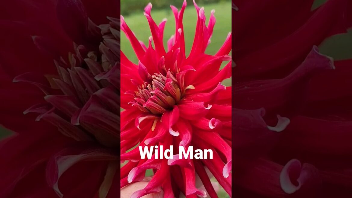 🌸🌺Dreaming of Dahlias – Wild Man – Container Grown – BEAUTIFUL!! 🌸🌺Dreaming of Dahlias - Wild Man - Container Grown - BEAUTIFUL!!