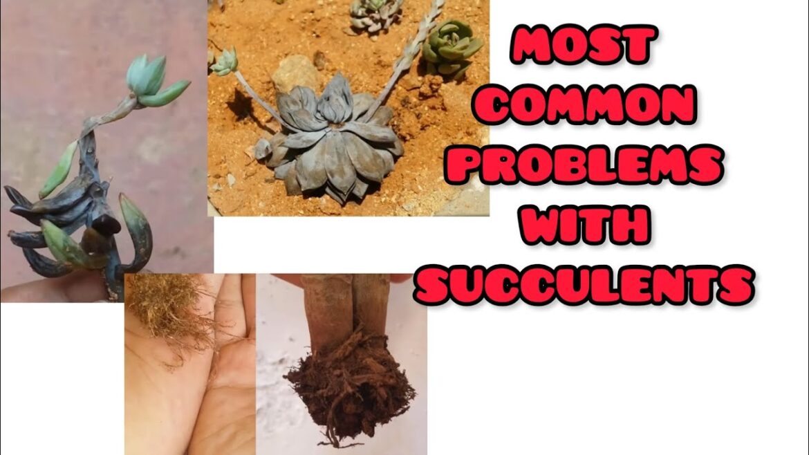 || MOST COMMON PROBLEMS WITH SUCCULENTS || SUCCULENT CARE TIPS || || MOST COMMON PROBLEMS WITH SUCCULENTS || SUCCULENT CARE TIPS ||