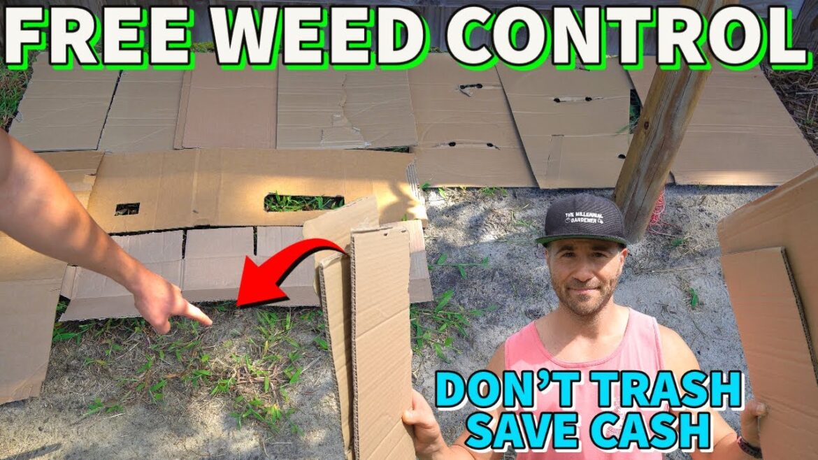 I Put CARDBOARD On Weeds 6 Months Ago And THIS Happened! I Put CARDBOARD On Weeds 6 Months Ago And THIS Happened!