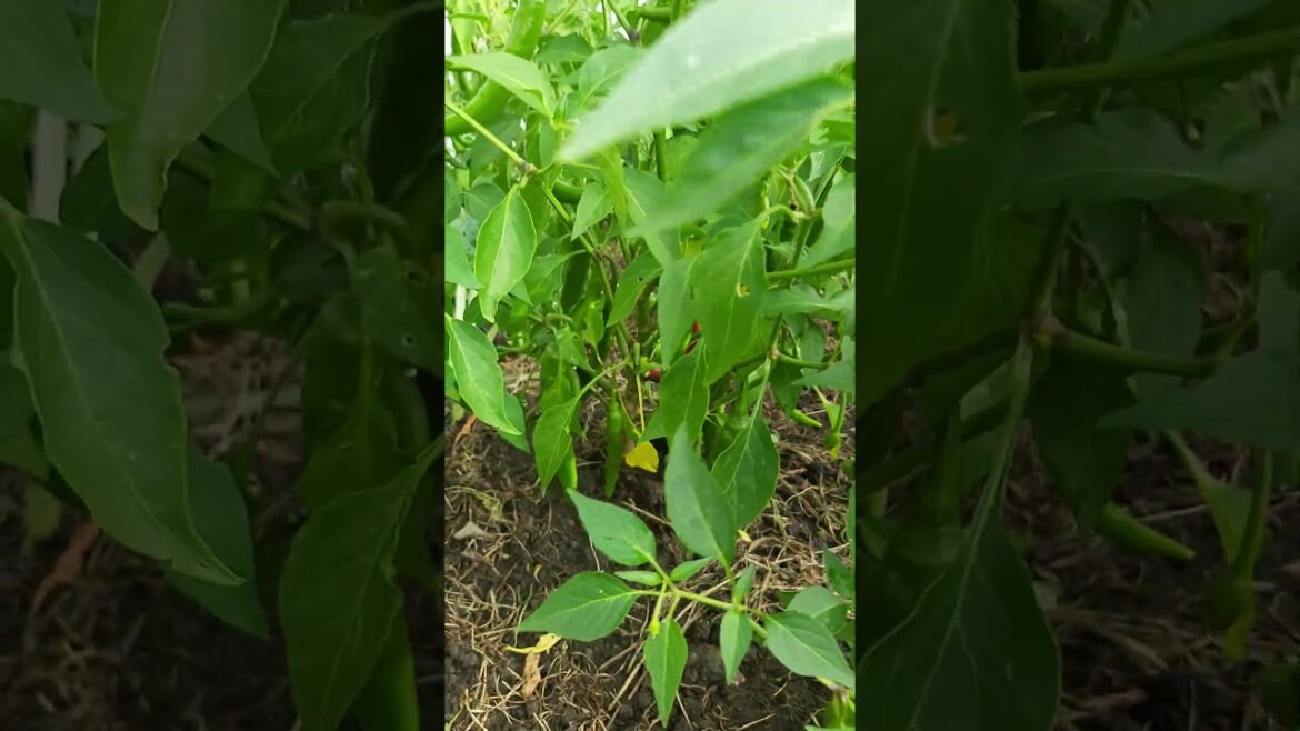 Organic backyard veges