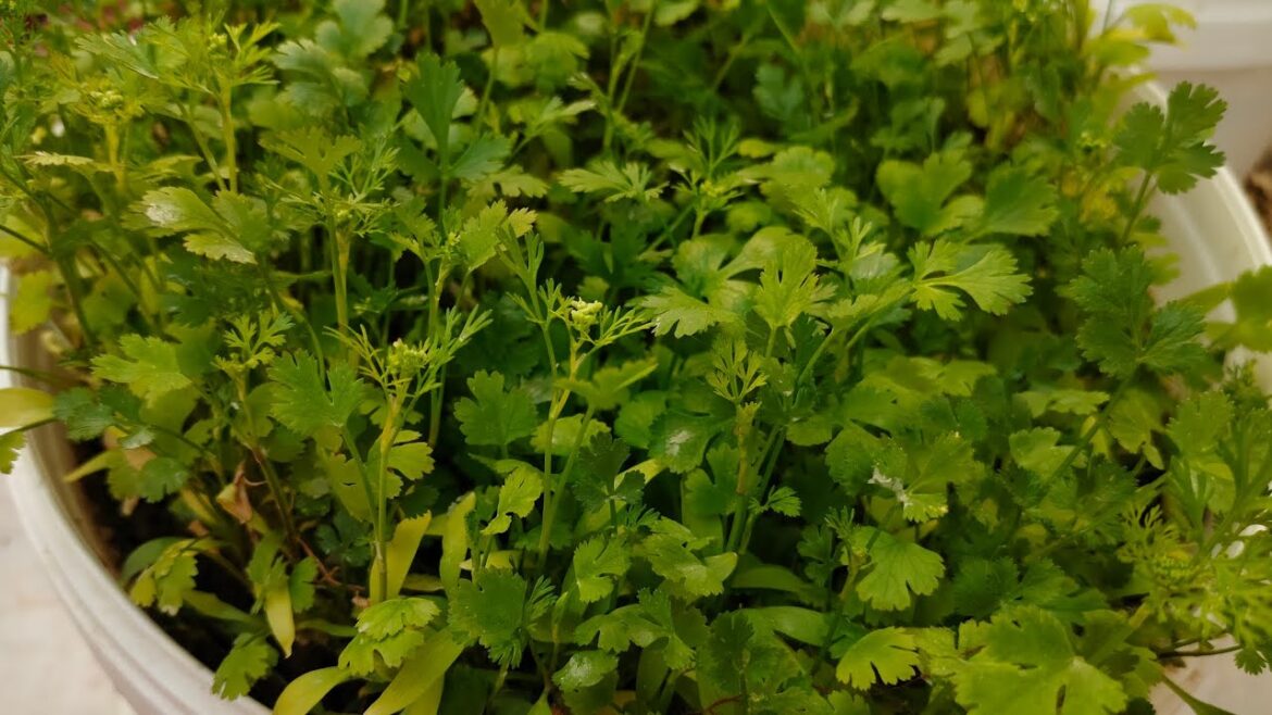 A simple tips for growing coriander leaves at home | how to grow coriander leaves fastly | A simple tips for growing coriander leaves at home | how to grow coriander leaves fastly |