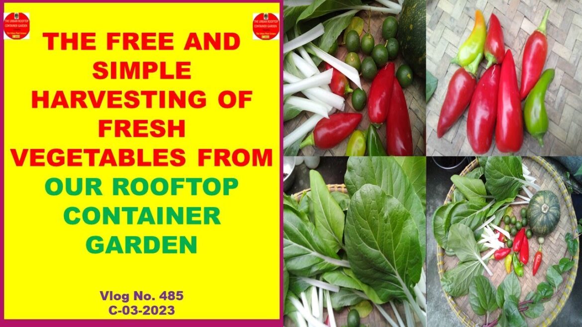 The Free and Simple Harvesting of Fresh Vegetables from Our Rooftop Container Garden.