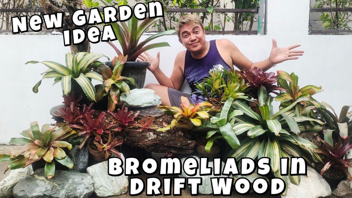 NEW GARDEN IDEAS: BROMELIADS IN DRIFT WOOD!