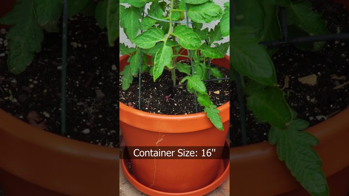 California Gardening: Tomato Growing Secrets – How To Grow Tomatoes #shorts Tomato Growing Secrets - How To Grow Tomatoes #shorts