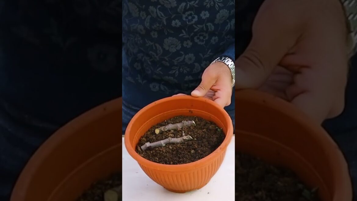 زراعة التين بالدفن زراعة التين بالدفن