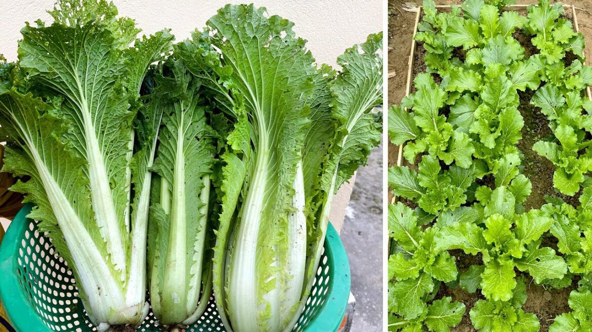 Great Backyard Vegetable Garden, Growing Fresh And Very Easy Vegetables