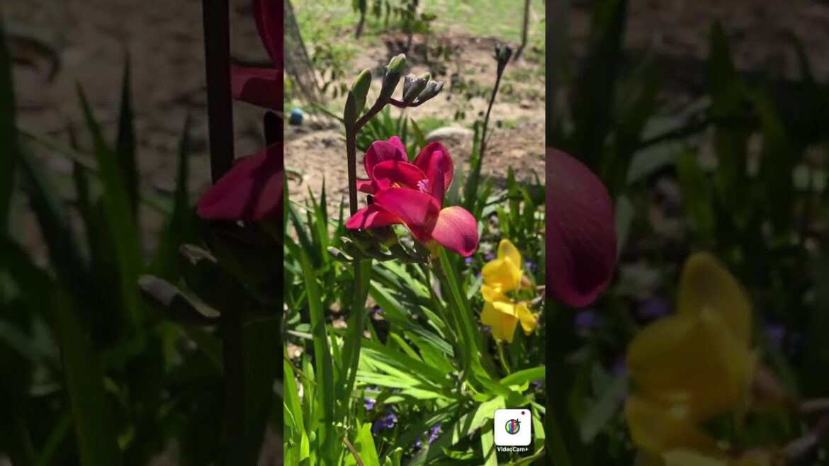 How To Grow Freesia Flowers (Tips & Tricks) – Garden America Radio Show How To Grow Freesia Flowers (Tips & Tricks) - Garden America Radio Show