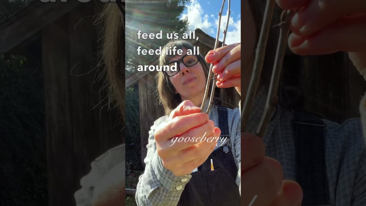 make a food forest with dormant cuttings + willow rooting tea, for biodiverse edible gardens.