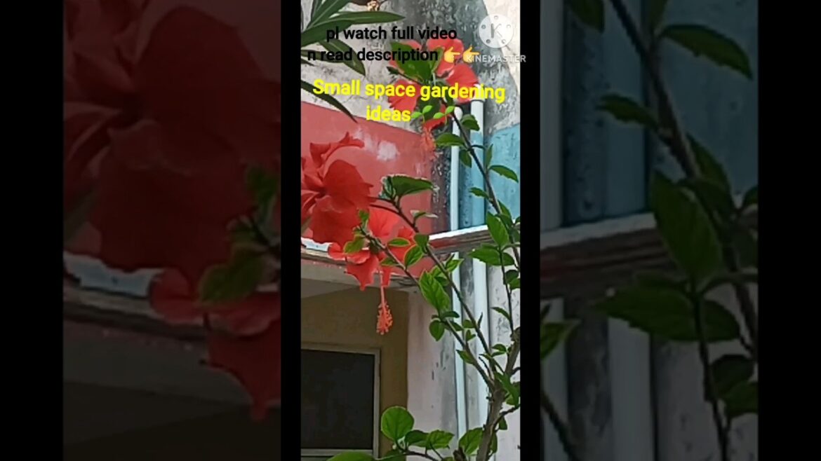 gardening ideas/gardening hacks/garden up#shortvideo#youtubeshorts#short#gardenup#beginnersgardening gardening ideas/gardening hacks/garden up#shortvideo#youtubeshorts#short#gardenup#beginnersgardening