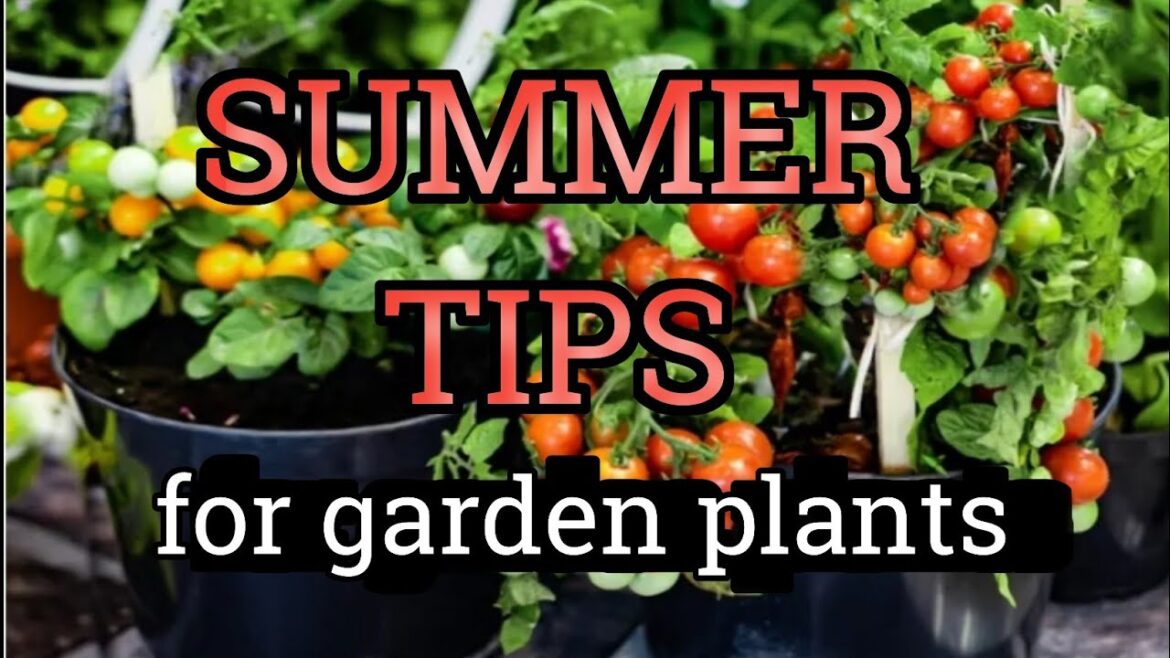 Summer Garden Care Tips. Save Plants in Summer.Protect plants from Summer heat. Summer Garden Care Tips. Save Plants in Summer.Protect plants from Summer heat.