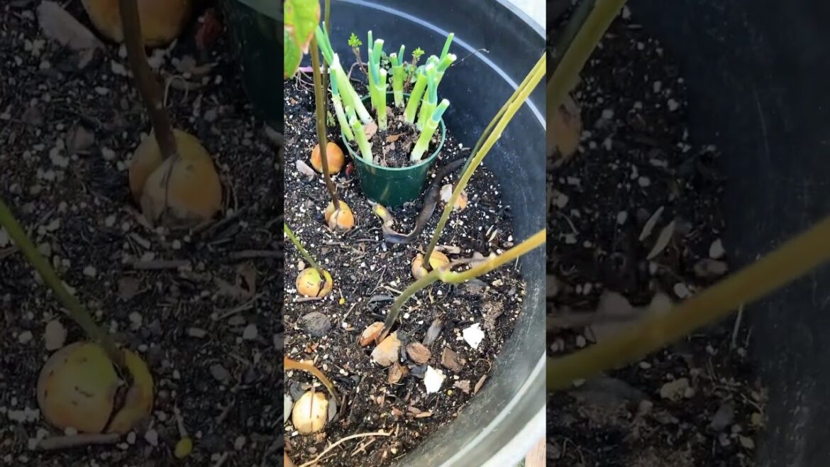 Edible garden in february | zone 10