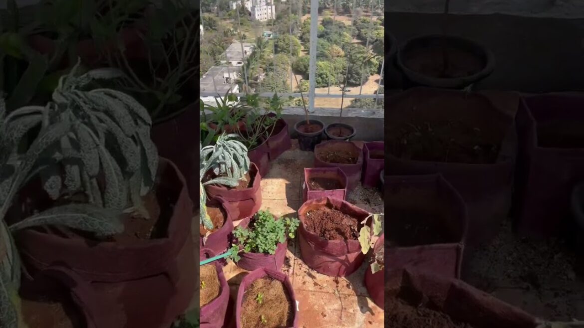 Our edible garden without tomato plants