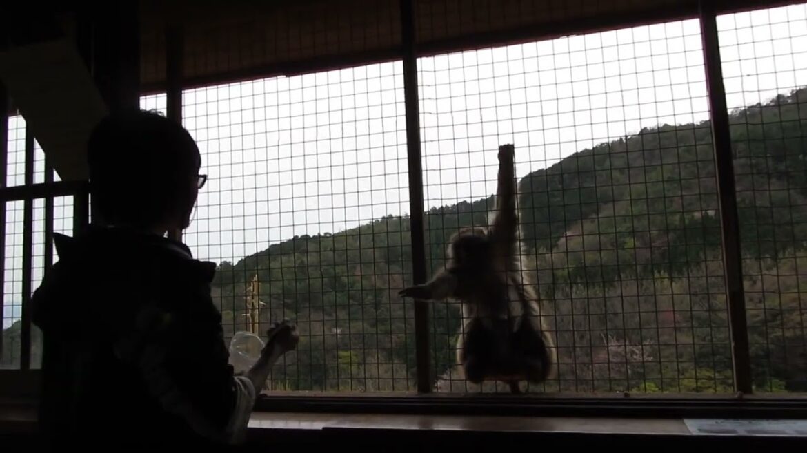 Fierce Fridays: Monkeying around with wild animal videos! Fierce Fridays: Monkeying around with wild animal videos!