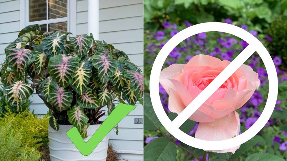 8 plants I'm growing + 4 I'm not