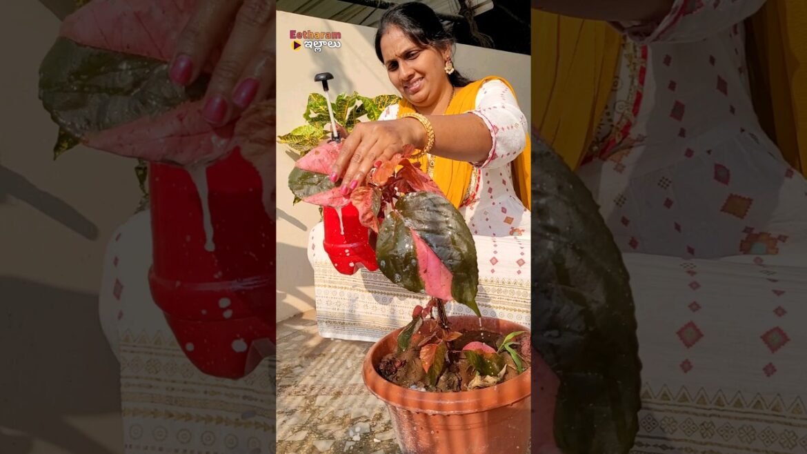 #shorts mealybug treatment