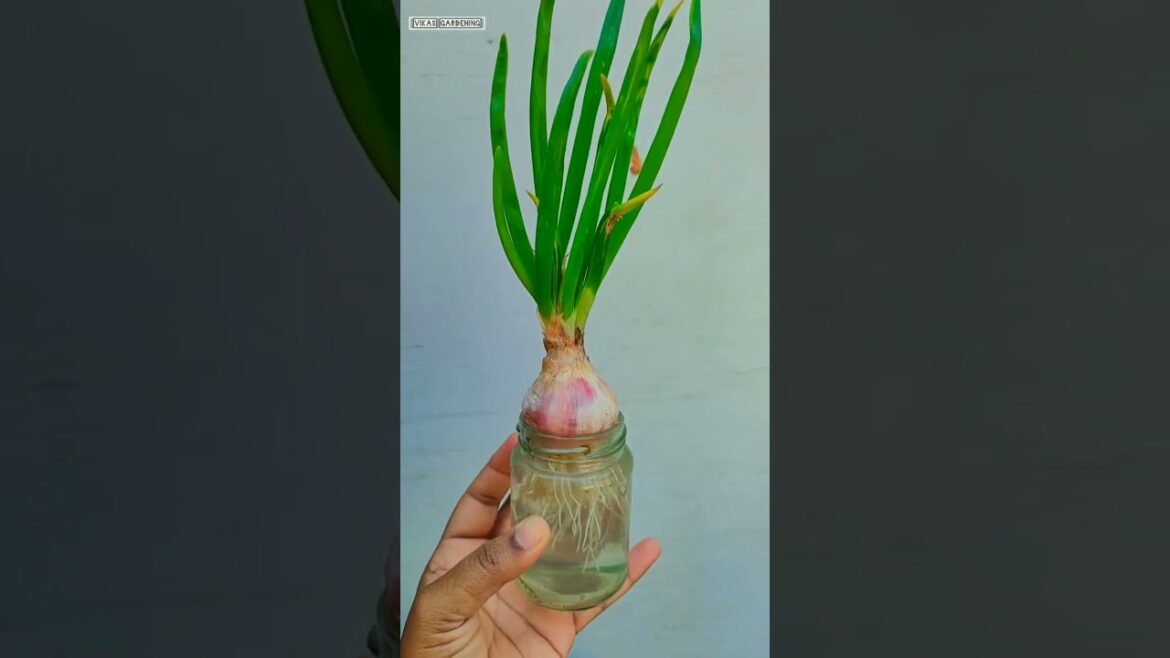 How To Grow Onions | Onion Growing in water 💦 | Vikas Gardening | #onion #shorts #Oniongrowing