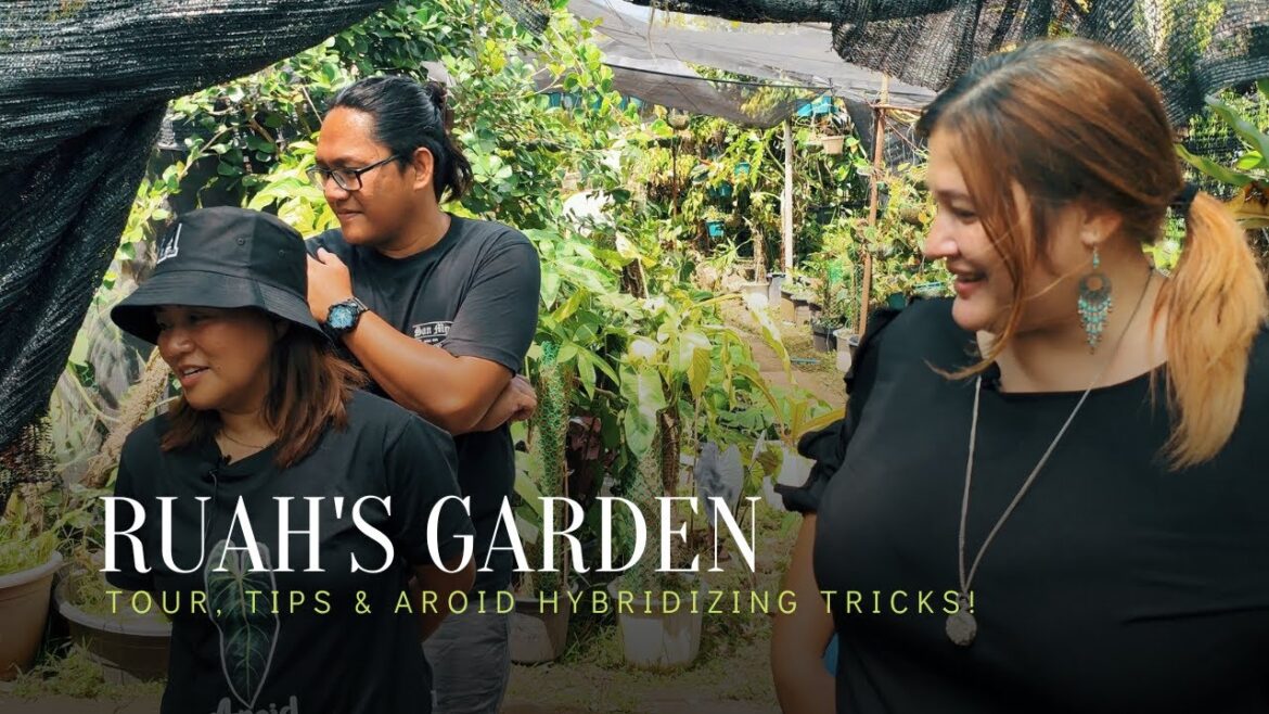 PLANTSPOTTING | Ruah’s Garden: Plants, Hybridizing Aroids, and Plans to Further the Family Legacy PLANTSPOTTING | Ruah's Garden: Plants, Hybridizing Aroids, and Plans to Further the Family Legacy