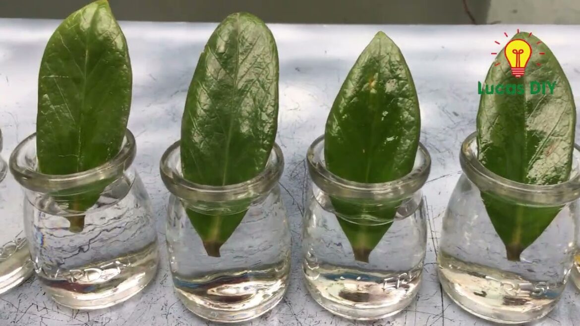 Tips for propagating money tree with water, fast and easy