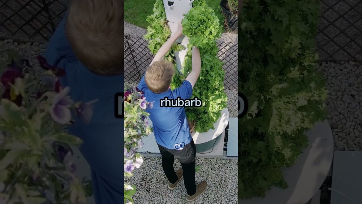 Tower Farm to restaurant in 39 steps