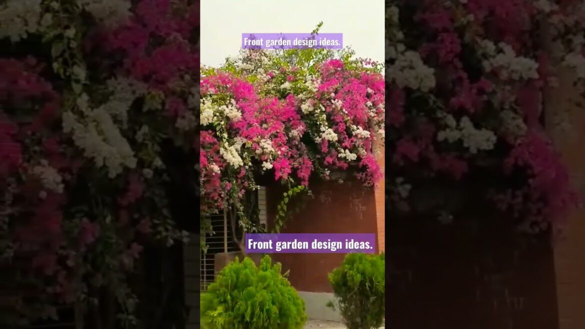 Bugenvaelia Flowers Tree. Garden Design Ideas .#flowers #bugenvile #design #viral #shorts.