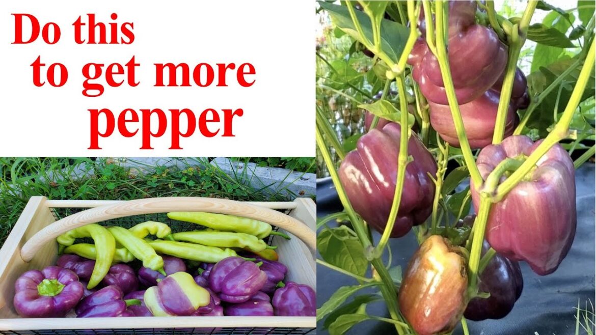 Do this to get more pepper | Bigger harvest | Frontyard edible  garden: Bell Pepper | Banana  pepper