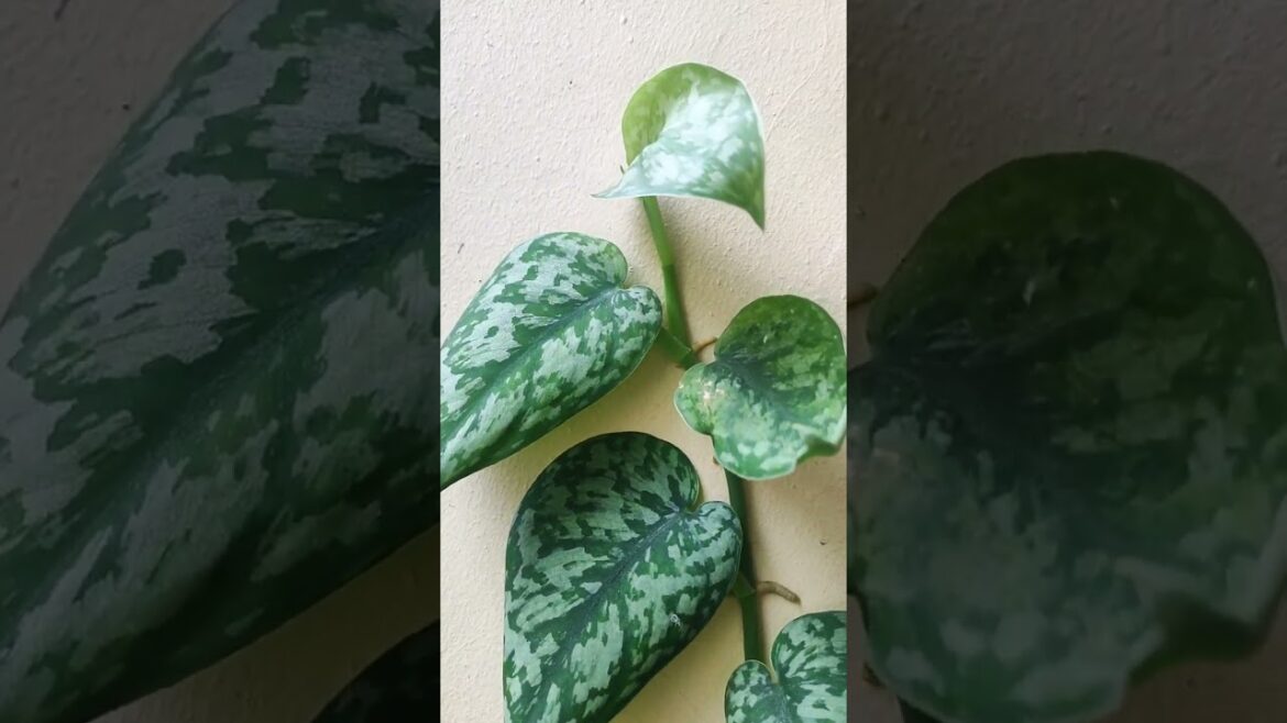 SCINDAPSUS. Satin Pothos. Gracious climber. #plants #gardening #scindapsus #containergardening