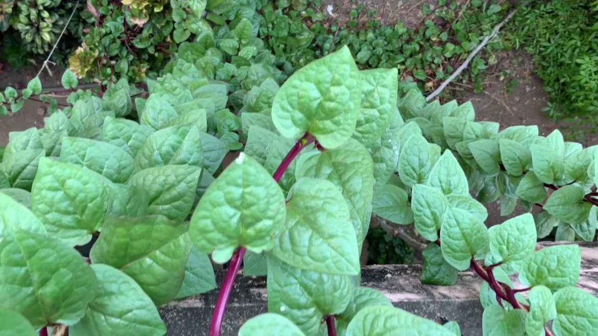 Edible vertical garden.. malabar spinach Edible vertical garden.. malabar spinach