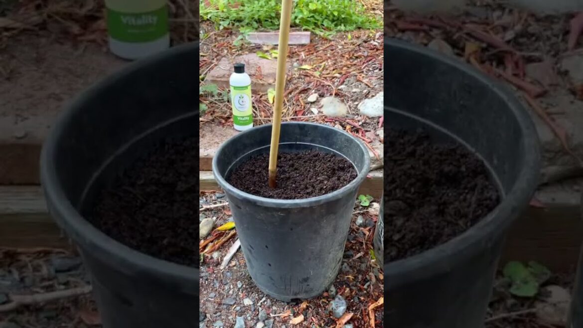 🪴Unleash Your Green Thumb: Master Plant Propagation- Garden Tips😊🙌#shorts #gardeningtips #garden