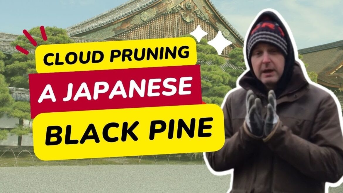 How to Cloud Prune a Japanese Black Pine (Candle Pruning Method)