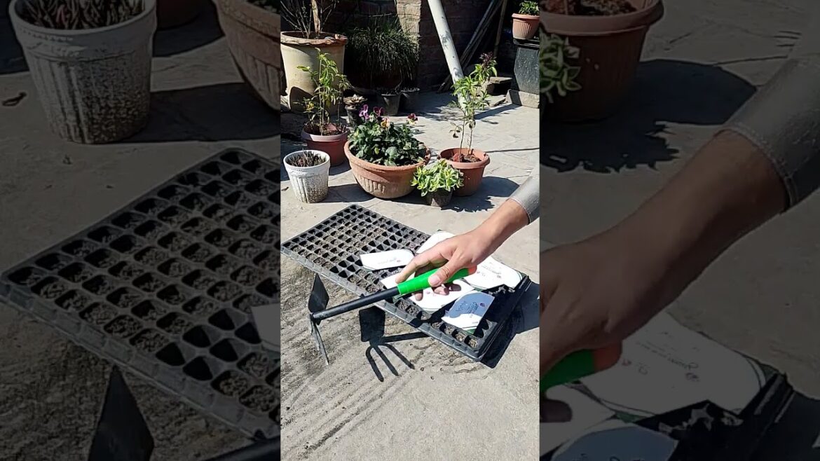 Summer gardening 2023#gardening #youtube