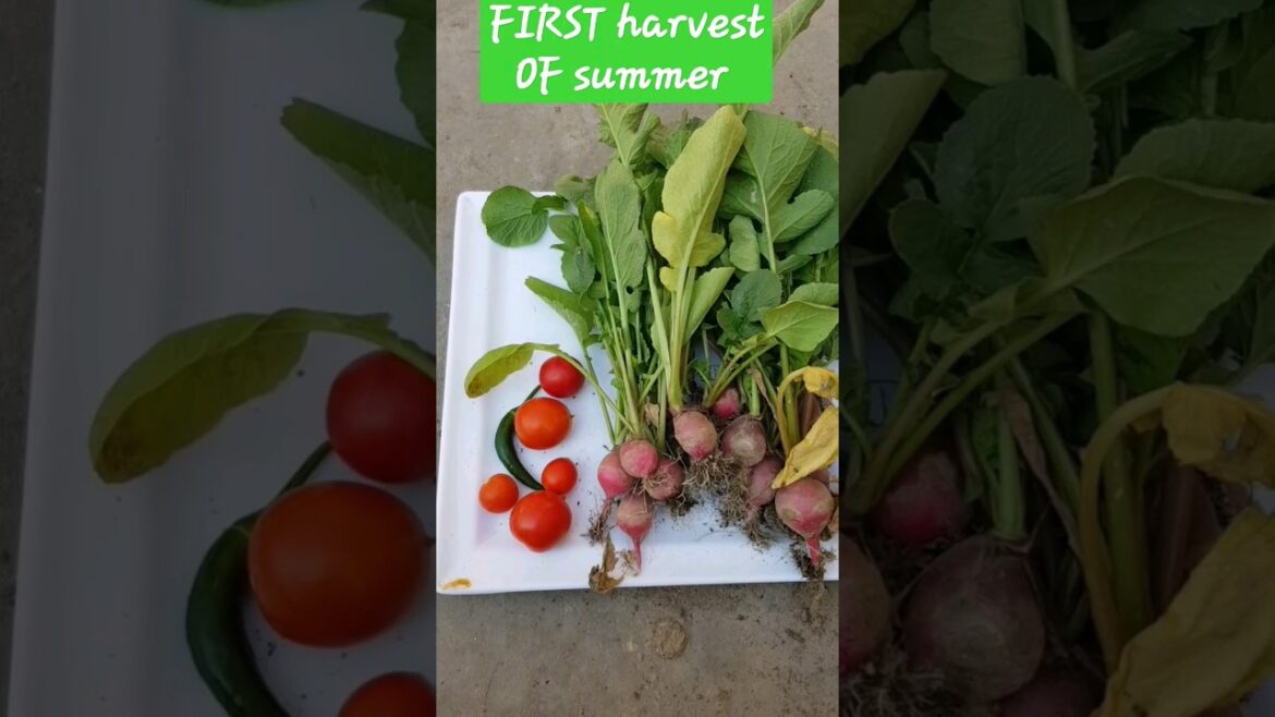 First harvest of summer || #kitchengarden #shorts First harvest of summer || #kitchengarden #shorts