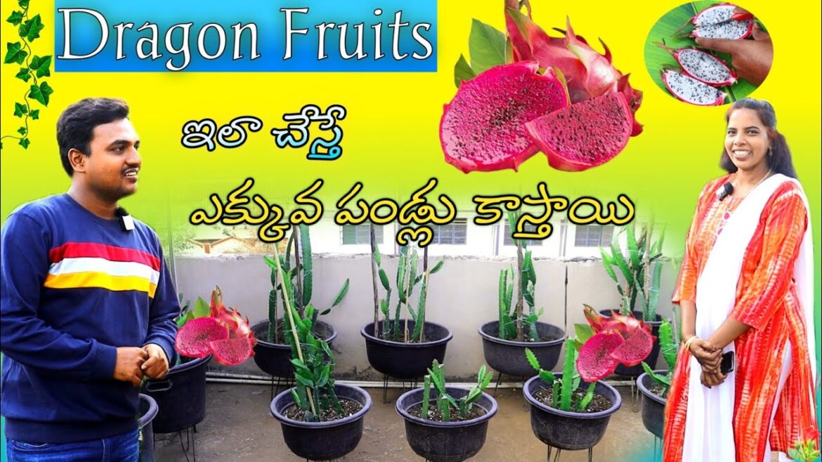 విజయవాడలో సుకన్య గారి తోటలో - Dragon Fruit Tips & Care #dragon @OrgGardener