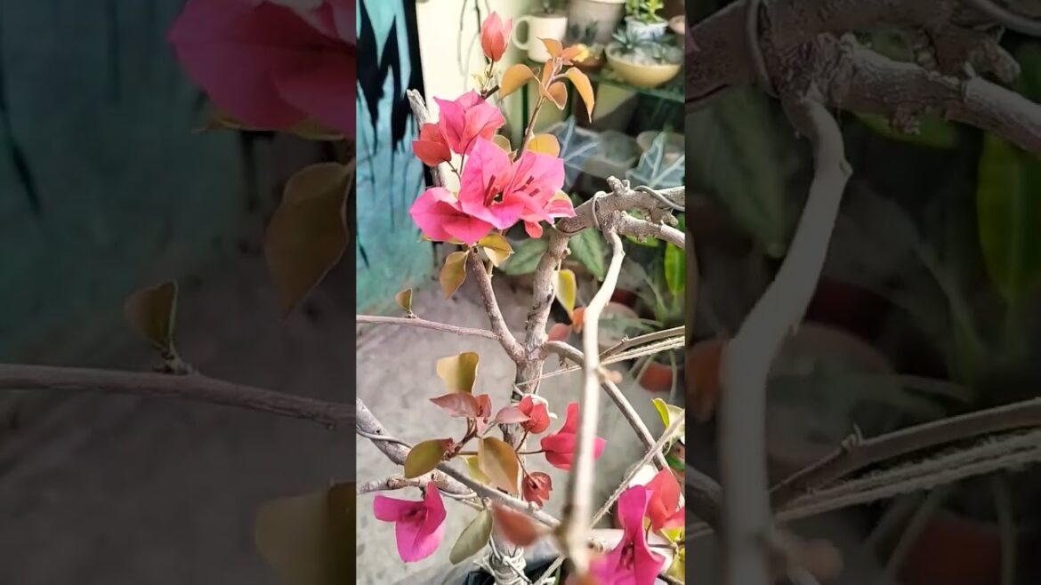 #creativeart&gardening #vuturbagan #bougainvillea  #bonsai #bonsaimaking #gardening #rooftopgarden