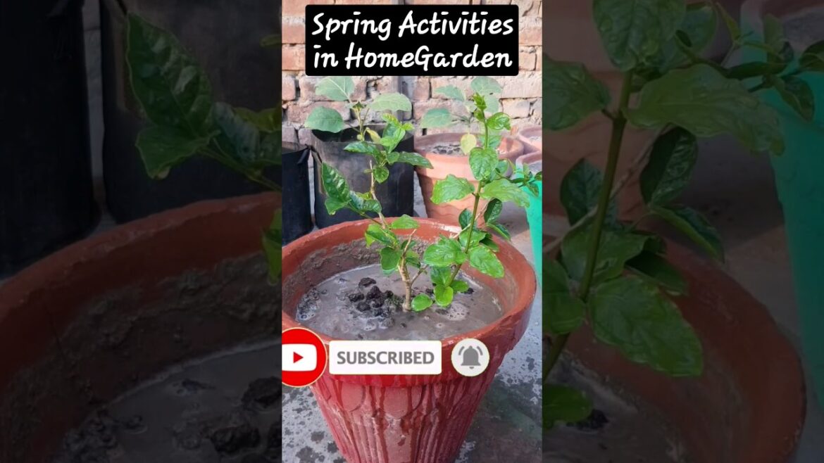 Spring Activities ||15 February se 15 March mai karne wale kam #shorts