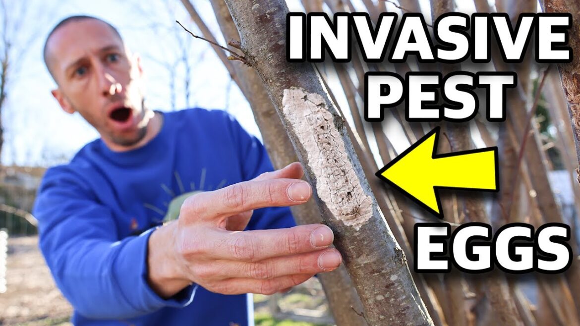 James Prigioni: My Garden is INFESTED… And Yours Might Be Too (Spotted Lantern Fly) My Garden is INFESTED... And Yours Might Be Too (Spotted Lantern Fly)