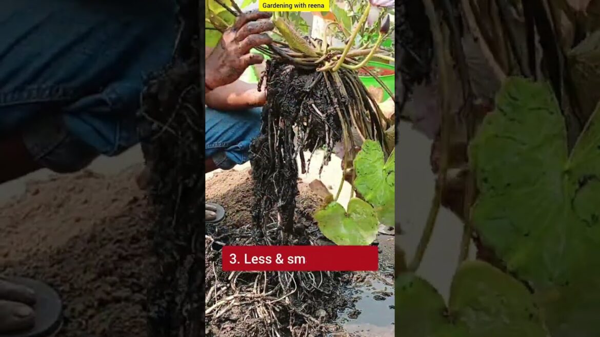 water lily plant care in a container #shorts #repotting #waterlily #waterlilycare  #terracegarden