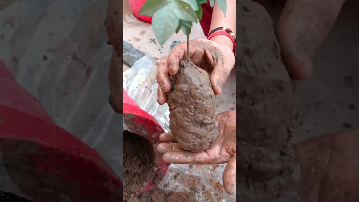 Garden Makeover #gardening #organicgardening #urbangardening #containergardening #gardeninglife #diy Garden Makeover #gardening #organicgardening #urbangardening #containergardening #gardeninglife #diy