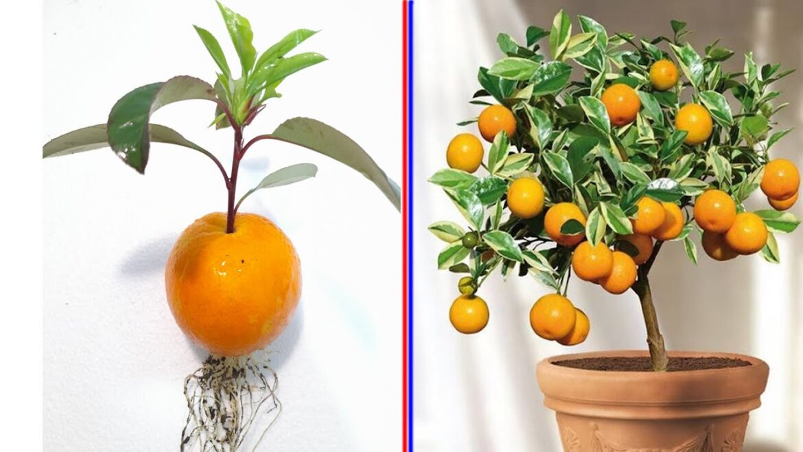 New idea ! Growing Oranges With Aloe Vera and garlic​ | How to Grafting Oranges