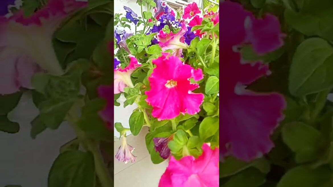 #trending #viral #flowers #homedecoration  #gardening