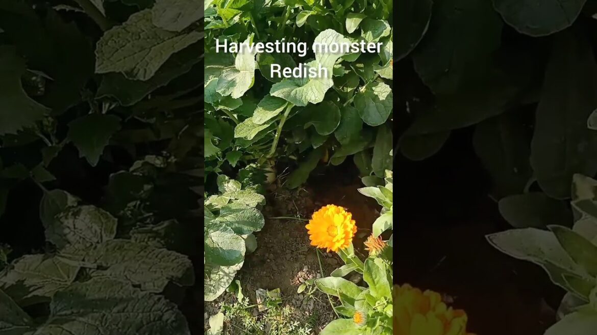 Monster Redish Harvesting| Vegetables gardening #gardening #shorts #ytshorts Monster Redish Harvesting| Vegetables gardening #gardening #shorts #ytshorts