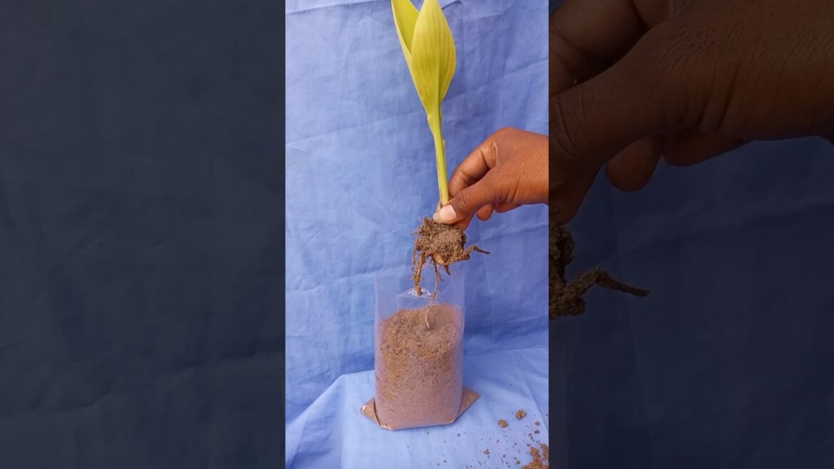 Canna lily #shorts #short #youtubeshorts #gardening #garden