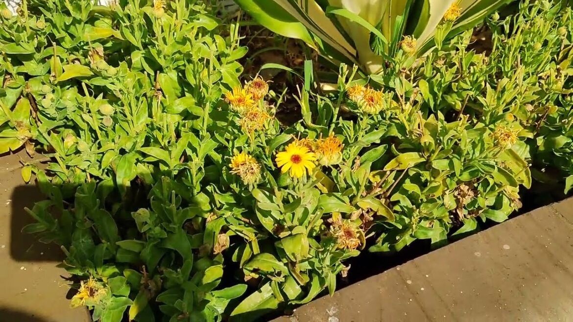 calendula flower starts blooming on front yard in second time, KK Home Gardeing, Calendula Flower