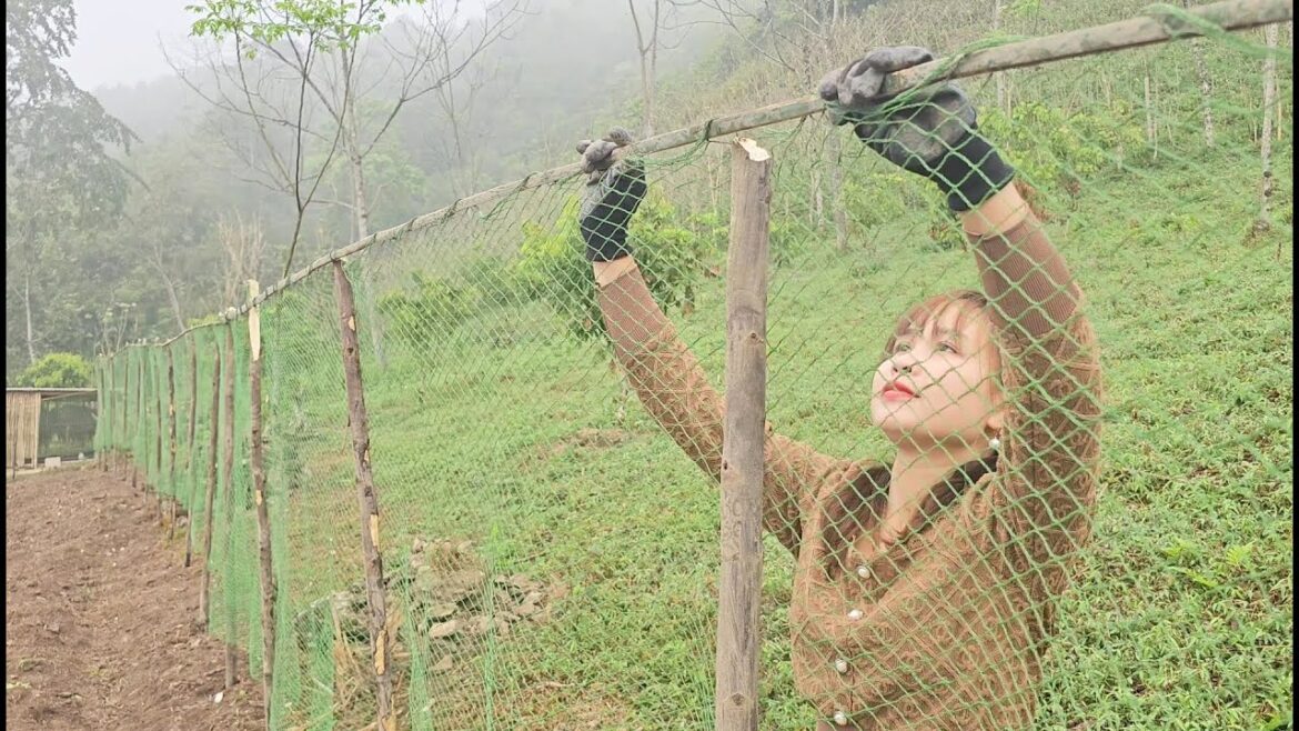 New project, rich garden preparing to grow the vegetables and fruits that I like. Peaceful life