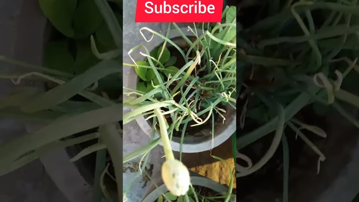 Gardening tips #shorts#viral#shortsvideo#viralvideo Gardening tips #shorts#viral#shortsvideo#viralvideo