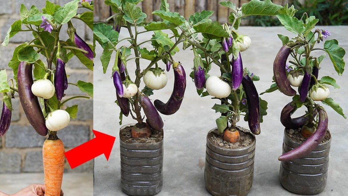 Can't Imagine How To Grow Eggplant And Carrots | How To Grow Eggplant At Home