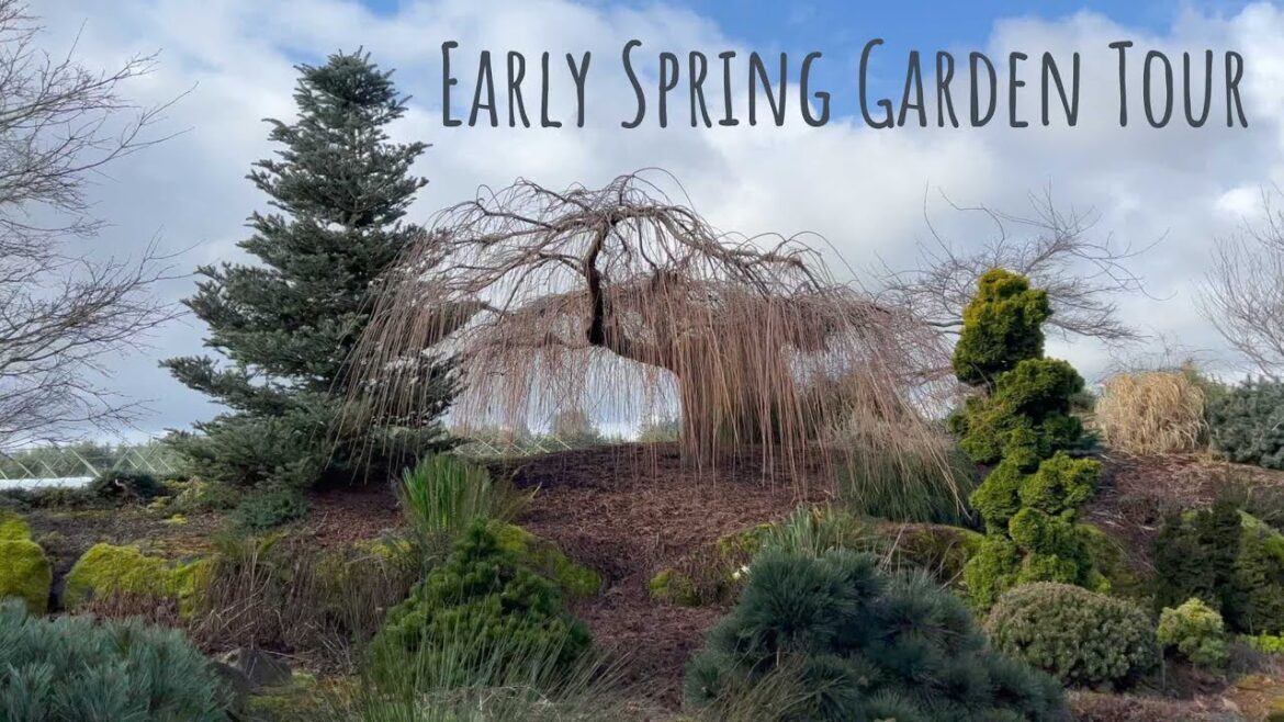 Conifer Garden Walk | Colorful Conifers & Design Tips | Best Botanical Gardens#gardendesign#trees Conifer Garden Walk | Colorful Conifers & Design Tips | Best Botanical Gardens#gardendesign#trees