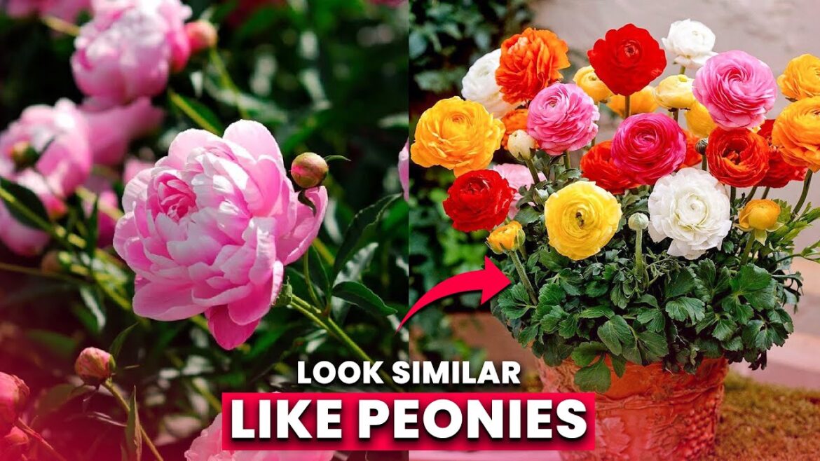 15 Flowers that Look like Peonies || Beautiful Blooms