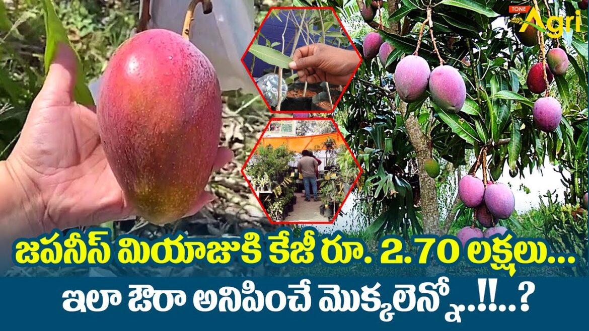 Grand Nursery Mela 2023 | జపనీస్ మియాజుకి కేజీ రూ.2.70 లక్షలు..!! Rare Plants Expo | Tone Agri Grand Nursery Mela 2023 | జపనీస్ మియాజుకి కేజీ రూ.2.70 లక్షలు..!! Rare Plants Expo | Tone Agri